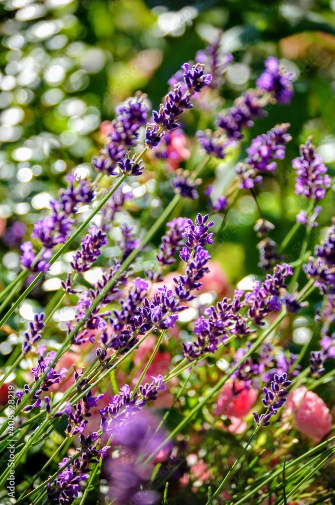 Obraz premium Flowers and plants in a very summer version.