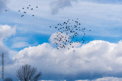 pigeons flying against clouds in the sky
