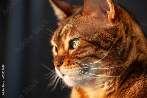 portrait of bengal cat looks into the left