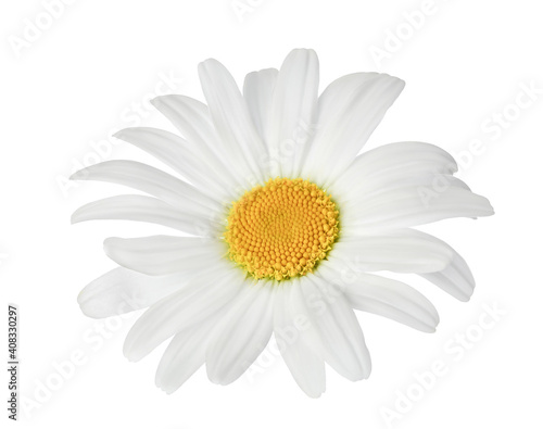 chamomile or daisies isolated on white background with clipping path. Set or collection. © kolesnikovserg
