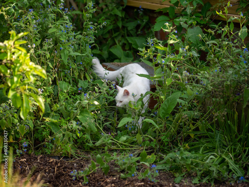 White Cat in a Garden