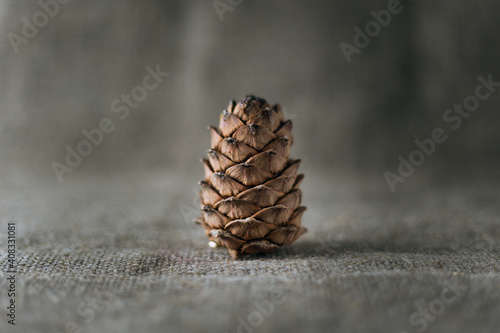 Cedar cone close-up on on a sackcloth background.