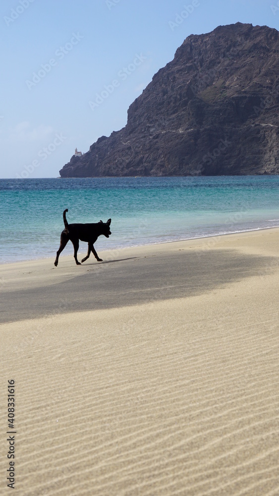 a dog walking along the beach of Sao Pedro, on the island Sao Vicente, Cabo Verde, in the month of December a dog walking along the beach of Sao Pedro, on the island Sao Vicente, Cabo Verde, in the month of December