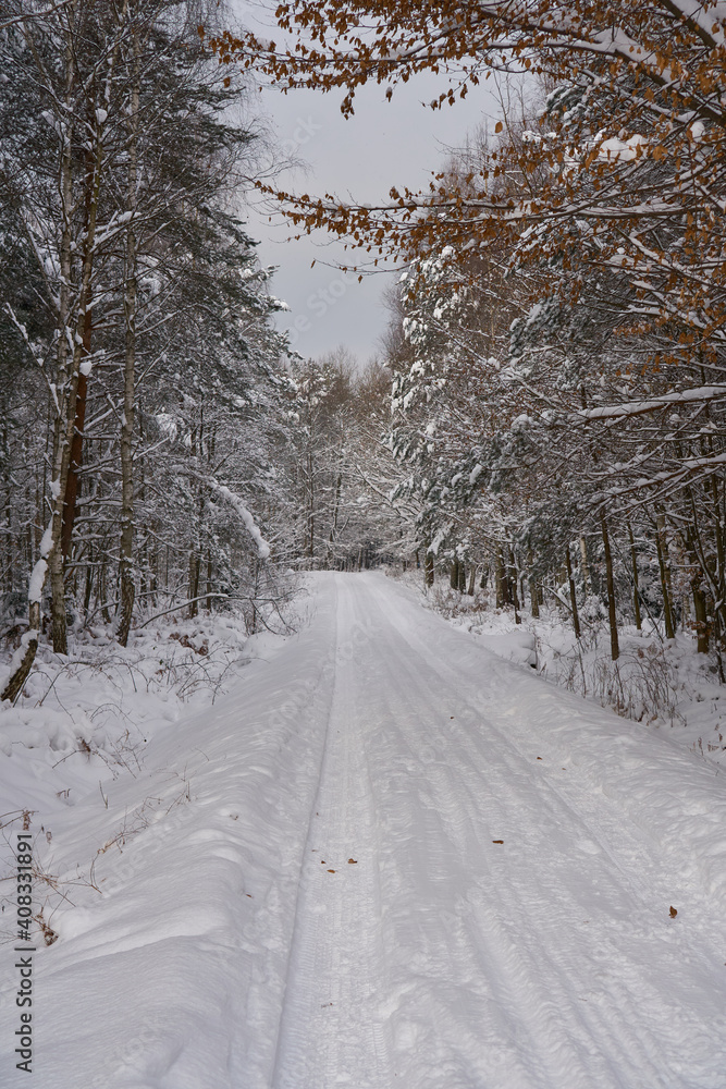 Obraz premium Winter forest in the snow. 