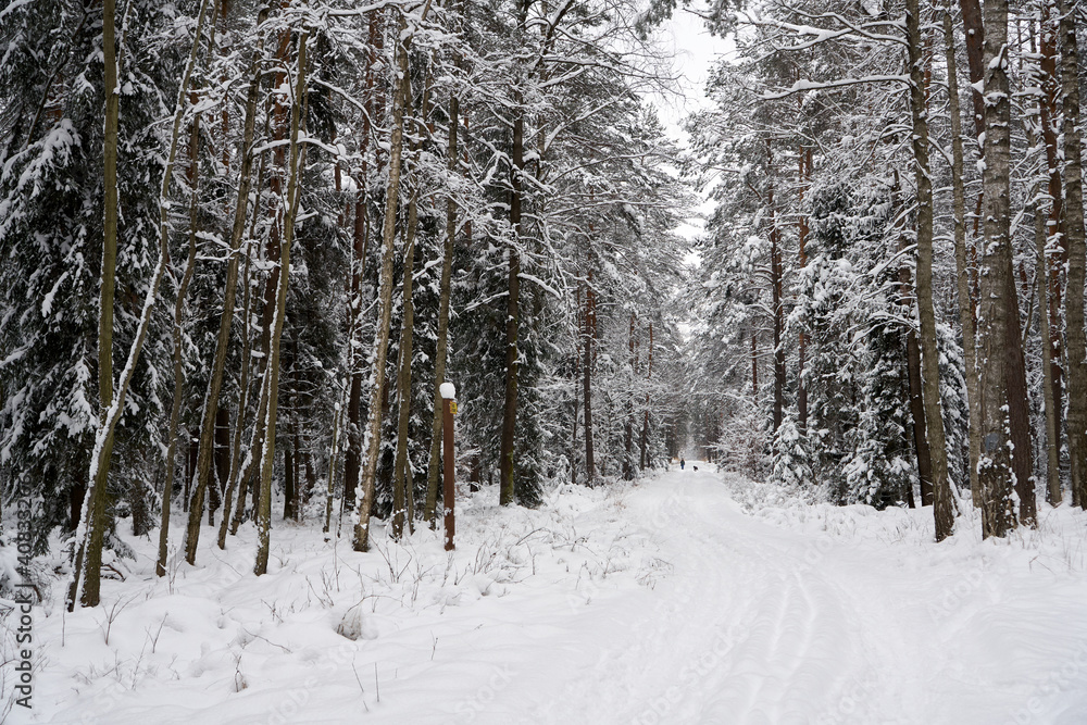 Winter forest in the snow. Winter forest in the snow.