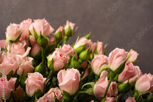  Pink roses close up on lilac background