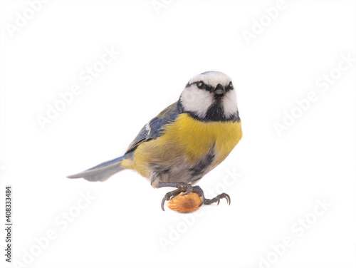 Eurasian blue tit with almond bone in paw on white background