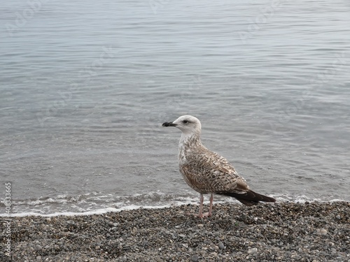 seagull on the beach