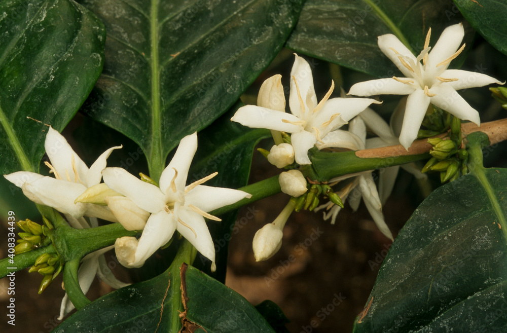 Fototapeta premium Caféier, Coffea arabica