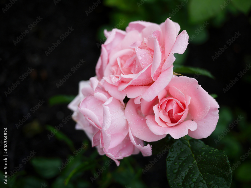 close up pink bunch of roses with rain drops close up pink bunch of roses with rain drops