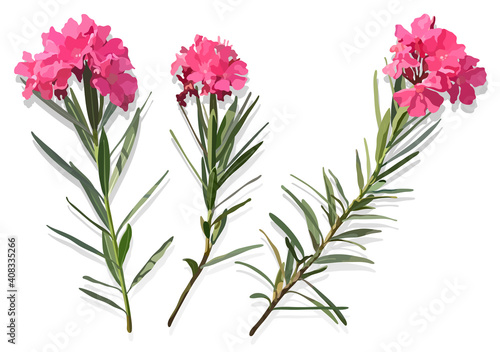 Set of Oleander  Nerium  flowers isolated on white background with shadow  hand drawn style detail vector