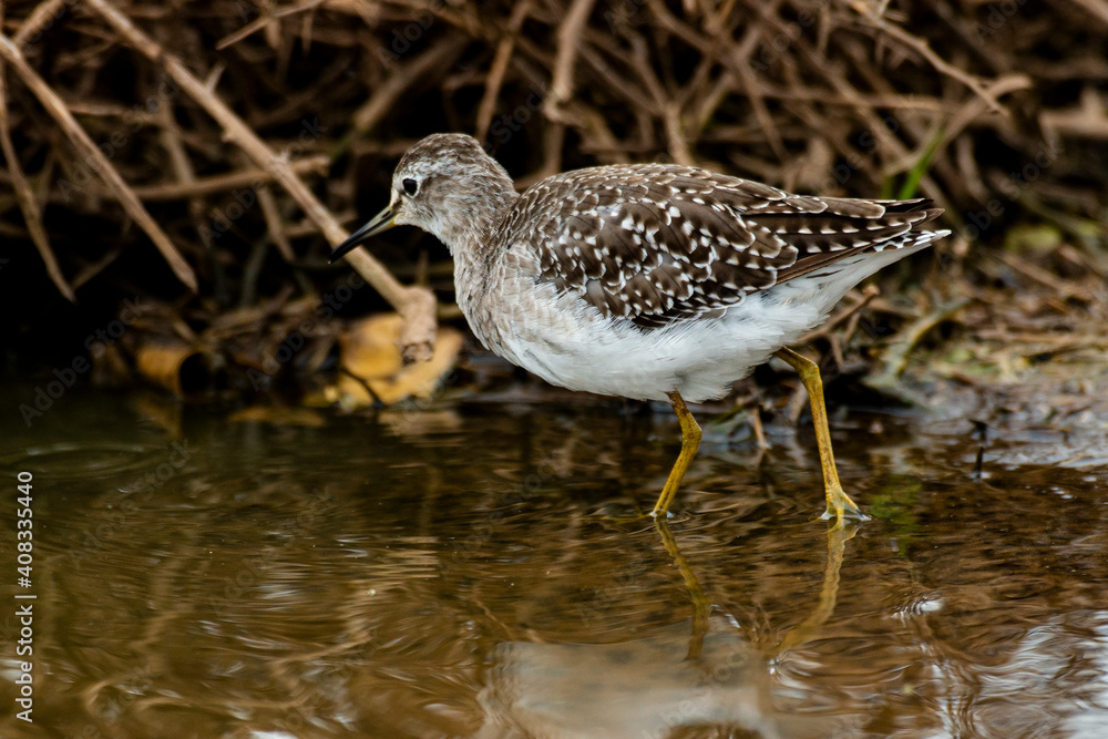 Chevalier culblanc,.Tringa ochropus, Green Sandpiper Chevalier culblanc,.Tringa ochropus, Green Sandpiper
