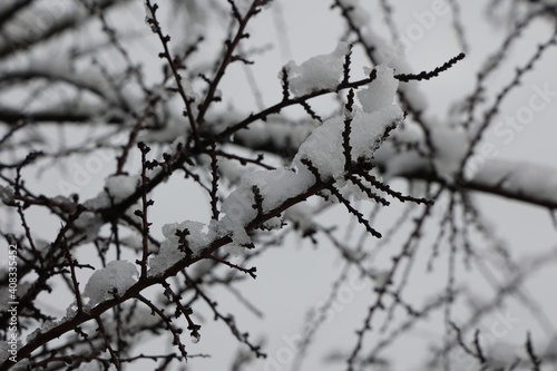 Snow and ice on tree branches in winter forest