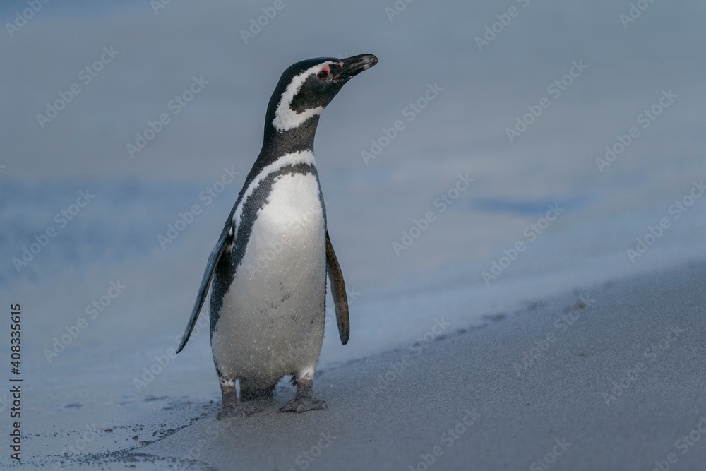 Fototapeta premium The Magellanic penguin in the Falkland Islands