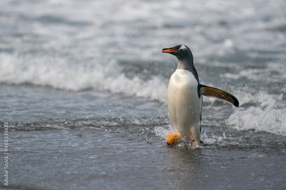 Naklejka premium The gentoo penguin (Pygoscelis papua)