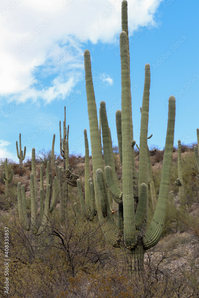 cactus cactus