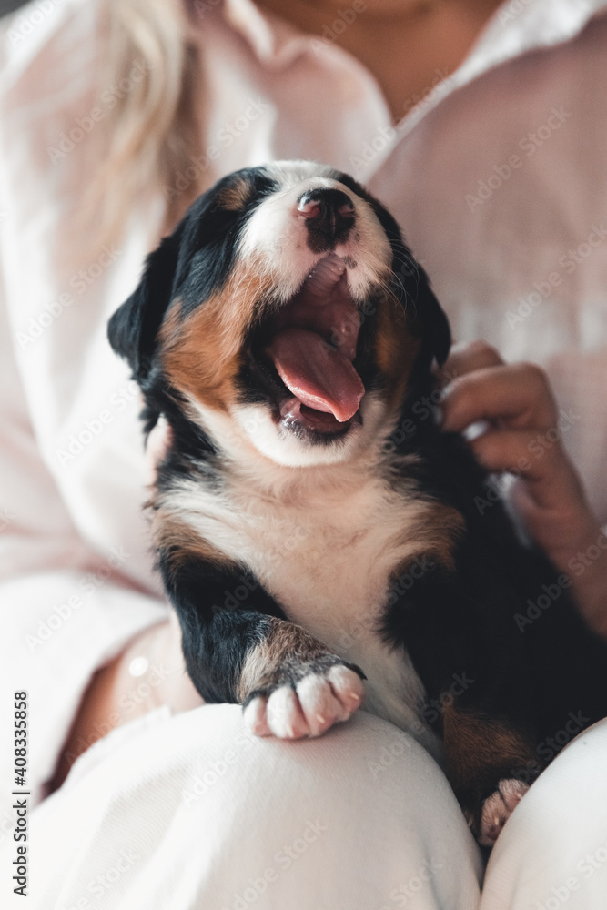 Bernese mountain dog puppy in female hands, care for animals, newborns