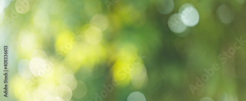 Blurred greenery leaves of tree forest