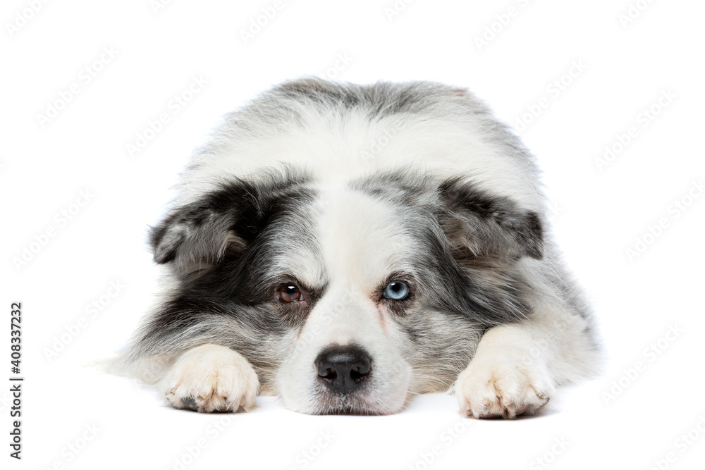 Fototapeta premium old blue merle border collie dog