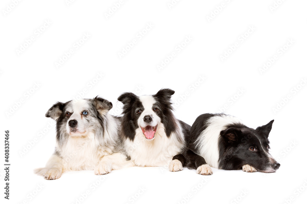 three border collie dogs isolated on white background