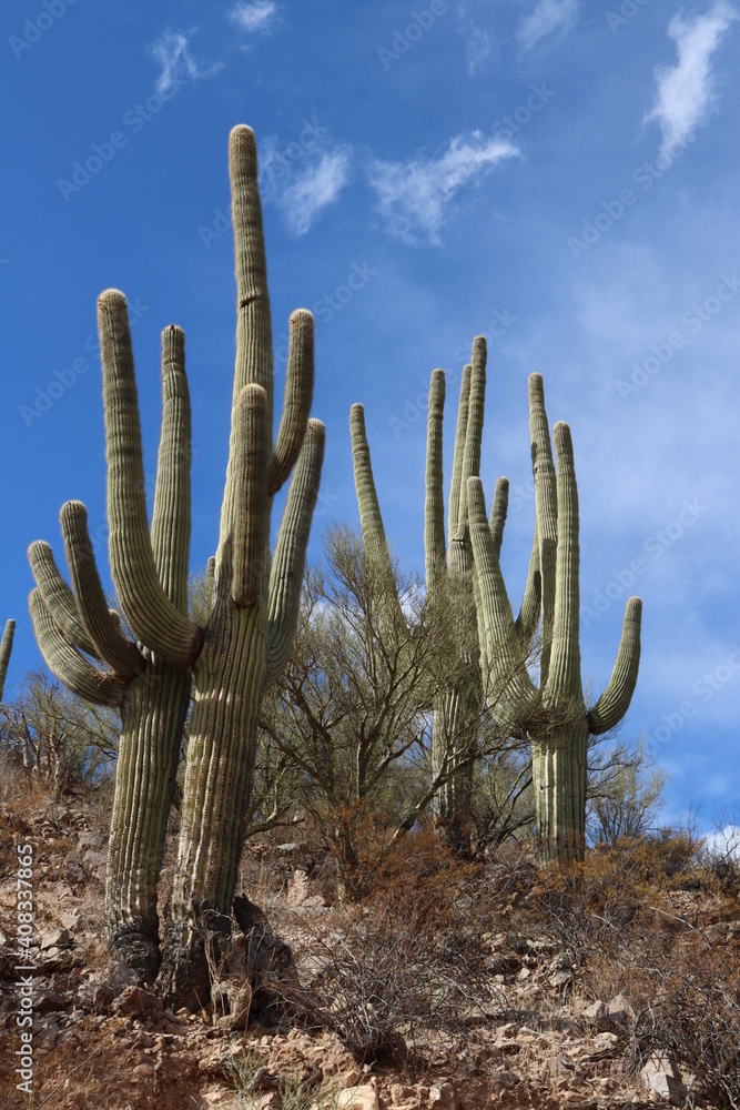 cactus cactus