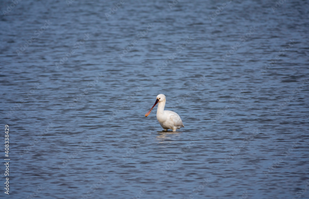 one eurasian spoonbill bird in the northsea one eurasian spoonbill bird in the northsea