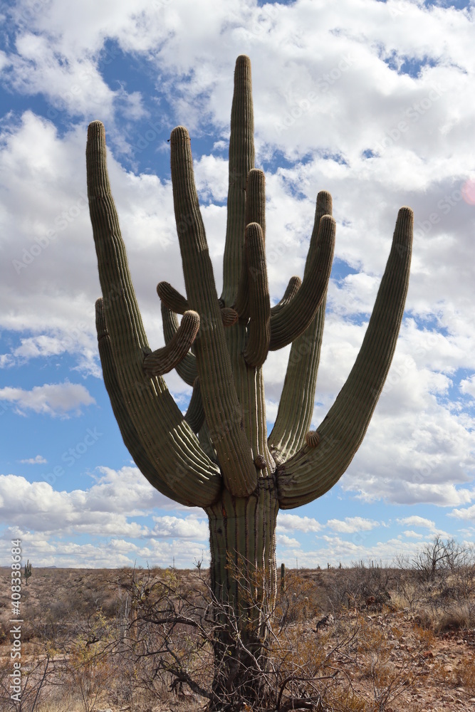 cactus in desert