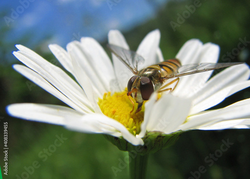 pszczoła czerpiąca nektar z kwiatu by przetworzyć go na miód