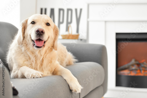 Cute dog lying on sofa in r...