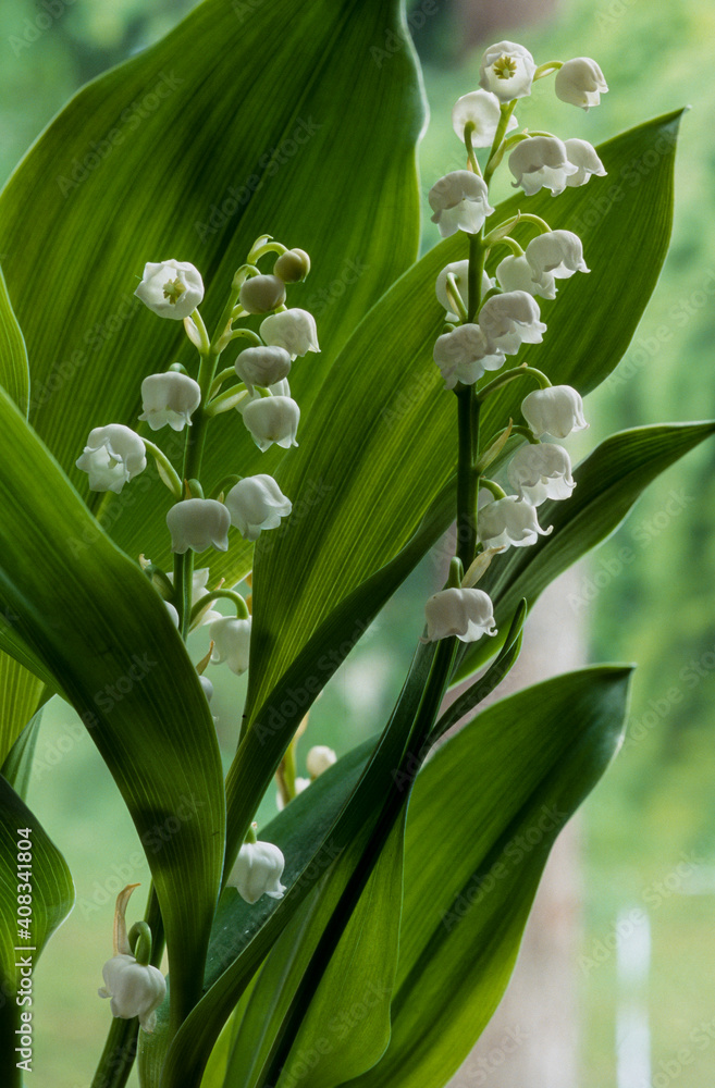 Fototapeta premium Muguet, Convallaria majalis