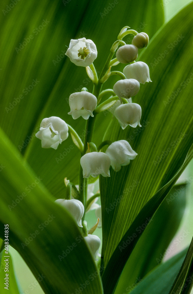 Fototapeta premium Muguet, Convallaria majalis