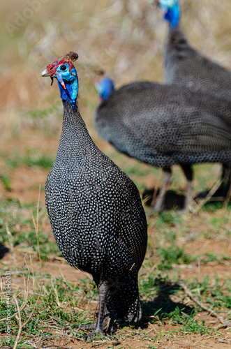 Pintade de Numidie,.Numida meleagris, Helmeted Guineafow