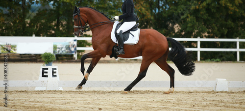 Brown dressage horse with rider on the long side of the dressage arena in a gallop from right to left..