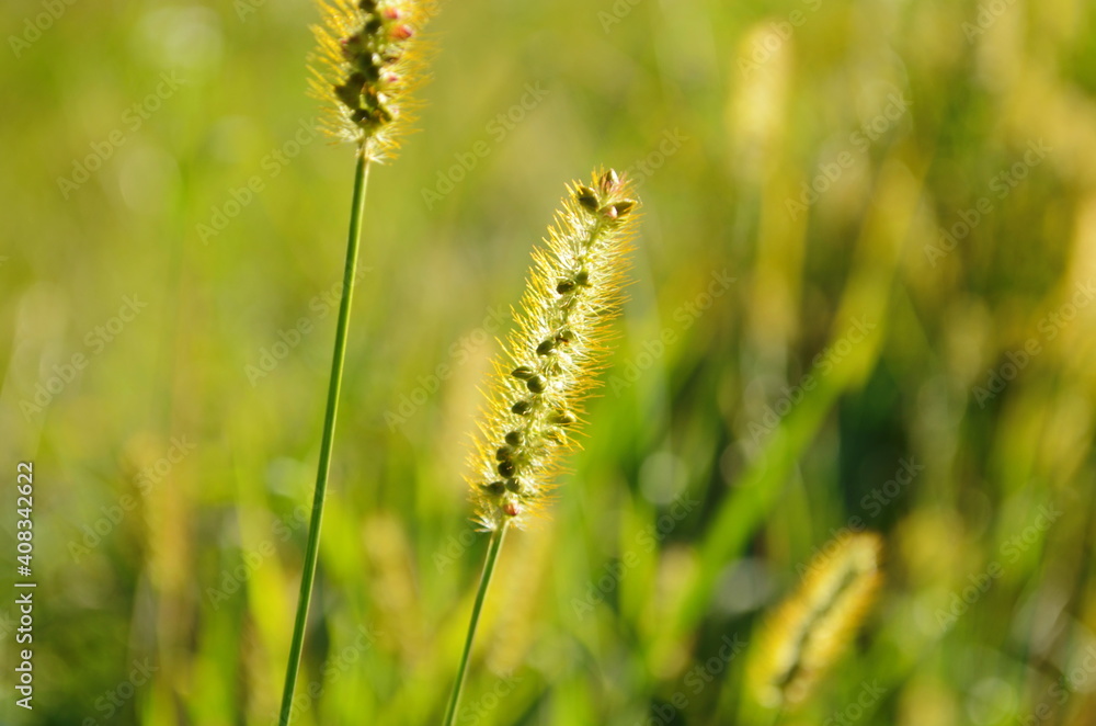 Macro shot of fluffy grass ears in sunset backlight against black background. August nature background.
