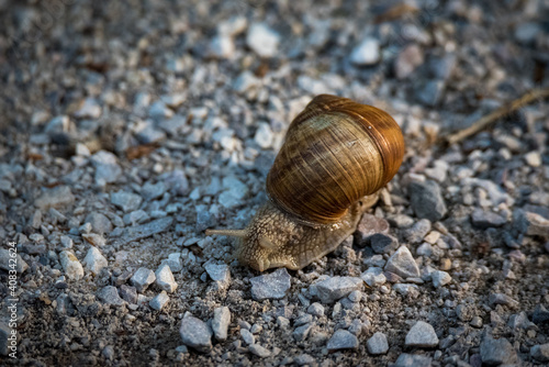 A vine snail with a large brown shell on a pedestrian path covered with small pebbles.