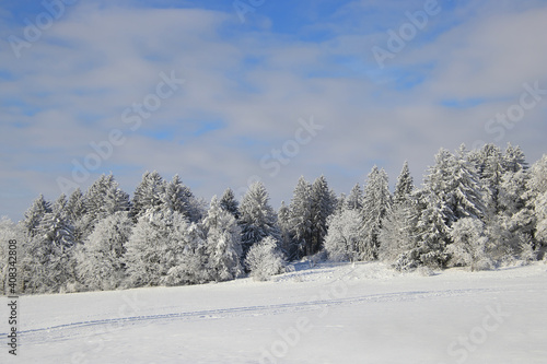 sunny winter wonderland scene with trees © Africa2008