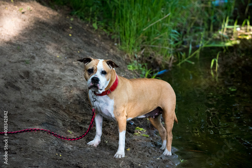A brown amstaff dog stands on the riverbank. Walk the dog by the water. Spring walk with the dog.