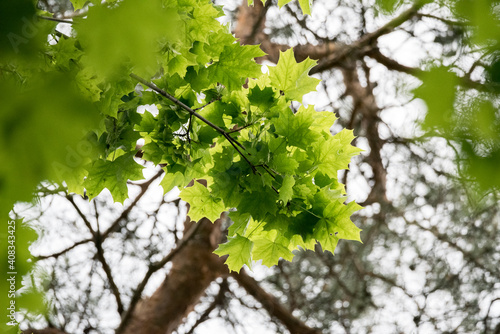 Spring in the forest, fresh green leaves on the tree seen from below. Change of seasons.