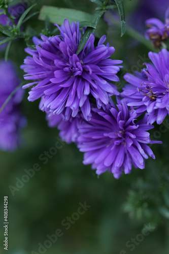 close up of purple Margaret flower