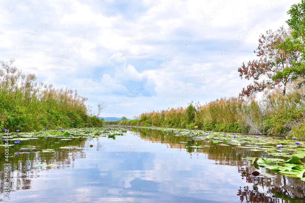 Scenery of Wetlands at Rayong Provincial East Plant Center