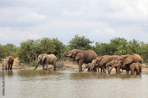 Afrikanischer Elefant / African elephant / Loxodonta africana