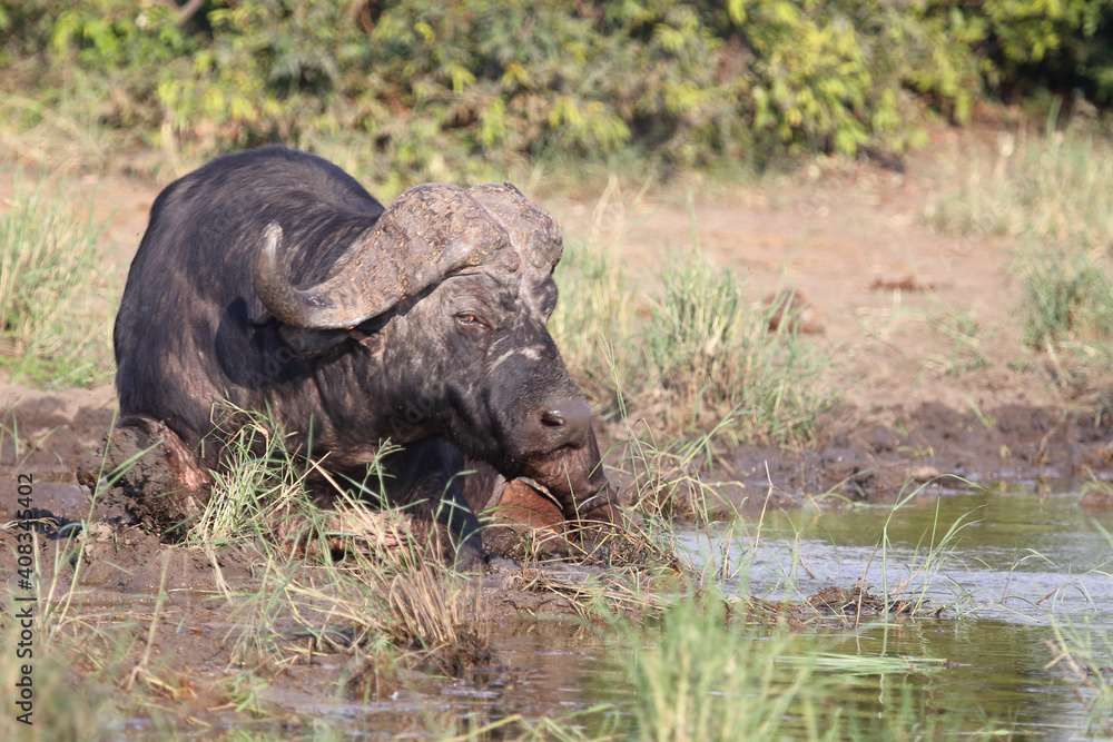 Obraz premium Kaffernbüffel / Buffalo / Syncerus caffer