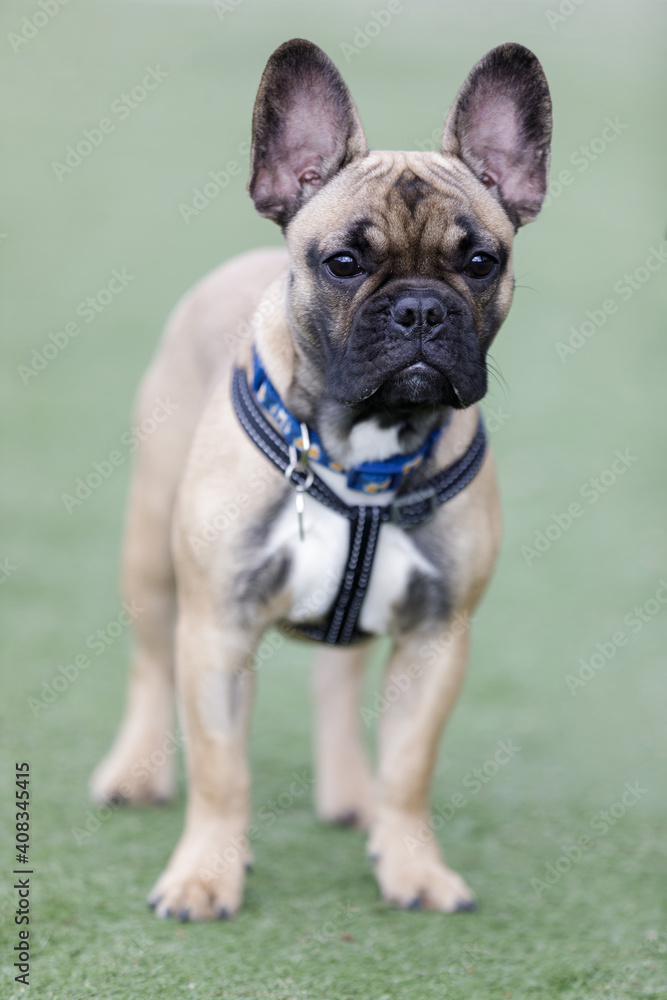 Curious Fawn French Bulldog Puppy Male. Off-leash dog park in Northern California.