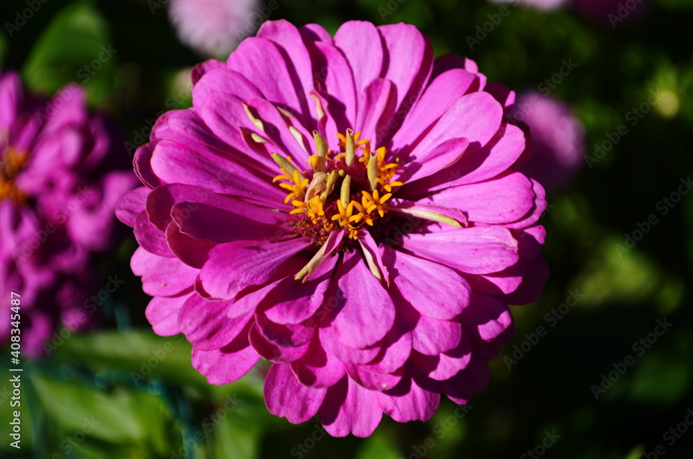Fototapeta premium Magical annual zinnia flowers, disambiguation majors growing on the streets of Dripro. Fascinating bloom of unusual and colorful Ukrainian flowers blooming under the rays of the summer sun in August.