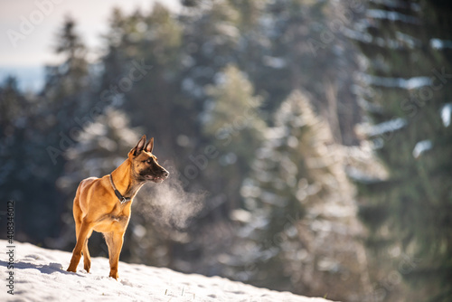 Hund steht auf einer schneebedeckten Wiese, sein Atem ist deutlich sichtbar und im Hintergrund ist ein Wald