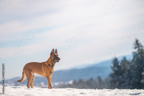 Hund steht in schneebedeckter Wiese, im Horizont sind Berge zu sehen.