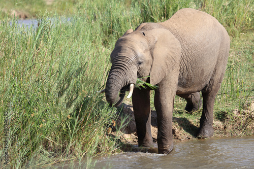 Afrikanischer Elefant im Olifants River   African elephant in Olifants River   Loxodonta africana.