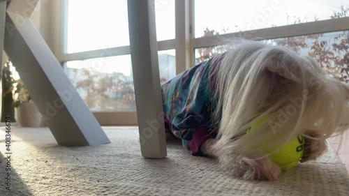 Adorable chinese crested dog washes his paw while sun is shining through the window. 4K