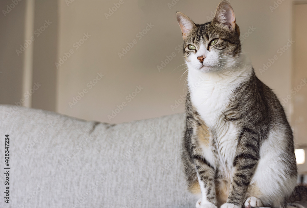 Retrato de gato doméstico de pelaje tricolor y atigrado con la mirada fija dentro de un ambiente iluminado por luz natural.