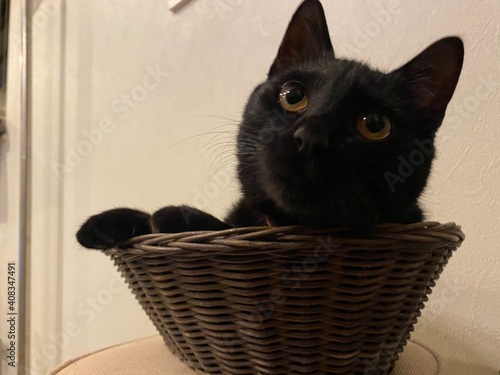 cat in basket